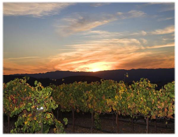 The Eden House Vineyard Hotell Templeton Eksteriør bilde